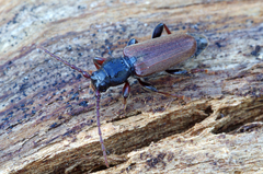 Tetropium castaneum
