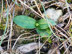 Ophrys sphegodes massiliensis