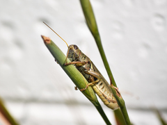 Melanoplus differentialis