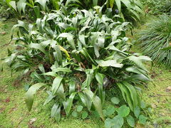 Aspidistra attenuata