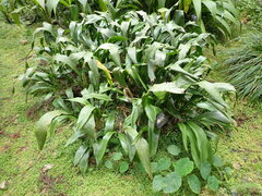 Aspidistra attenuata