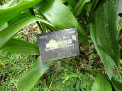 Aspidistra attenuata