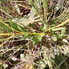 Pentanisia prunelloides