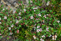 Cotoneaster morrisonensis