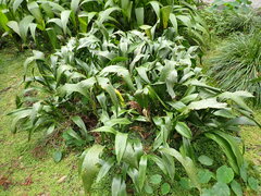 Aspidistra attenuata