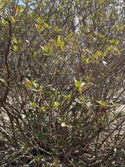 Rhododendron indicum