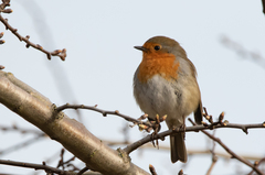 Erithacus rubecula