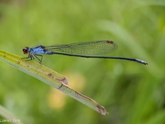 Pseudagrion pruinosum