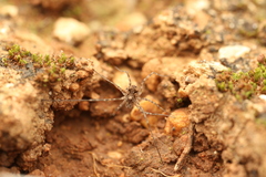 Phalangium savignyi