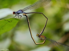 Pseudagrion pruinosum