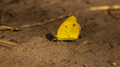 Pyrisitia lisa centralis