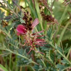 Indigofera hedyantha