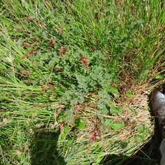 Indigofera hedyantha
