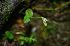 Neottia morrisonicola