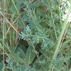 Indigofera hedyantha