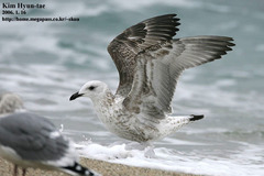 Larus schistisagus