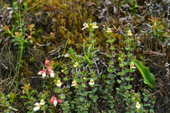 Euphrasia transmorrisonensis