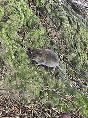 Muroidea