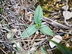 Ophrys sphegodes massiliensis