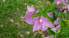 Bougainvillea