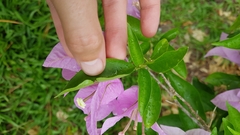 Bougainvillea