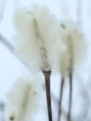 Anemone cylindrica