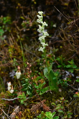 Platanthera brevicalcarata