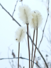 Anemone cylindrica