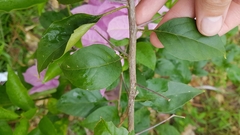Bougainvillea