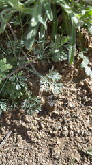 Eschscholzia minutiflora