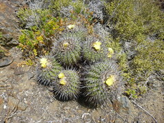 Copiapoa coquimbana