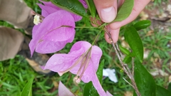 Bougainvillea