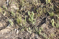 Centella dolichocarpa