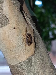 Antiteuchus