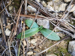 Ophrys sphegodes massiliensis