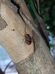 Antiteuchus