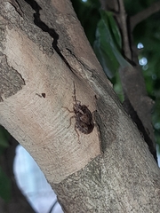Antiteuchus