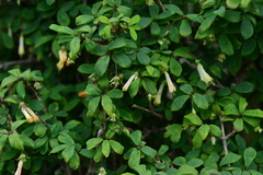 Lonicera kawakamii