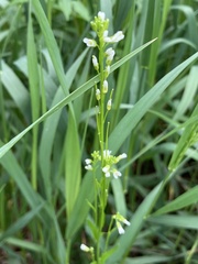 Arabis pycnocarpa adpressipilis