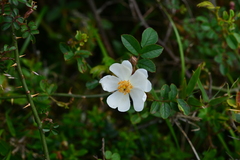 Rosa transmorrisonensis