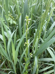 Arabis pycnocarpa adpressipilis