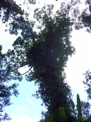 Cinnamomum micranthum