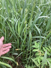 Arabis pycnocarpa adpressipilis
