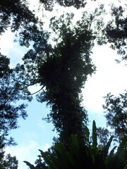 Cinnamomum micranthum