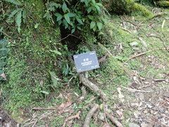 Cinnamomum micranthum