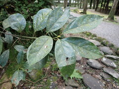 Cinnamomum micranthum
