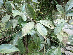 Cinnamomum micranthum