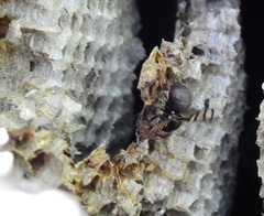 Pterotaenia