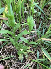 Arabis pycnocarpa adpressipilis
