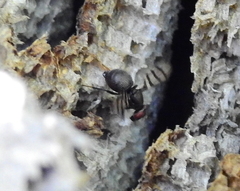 Pterotaenia